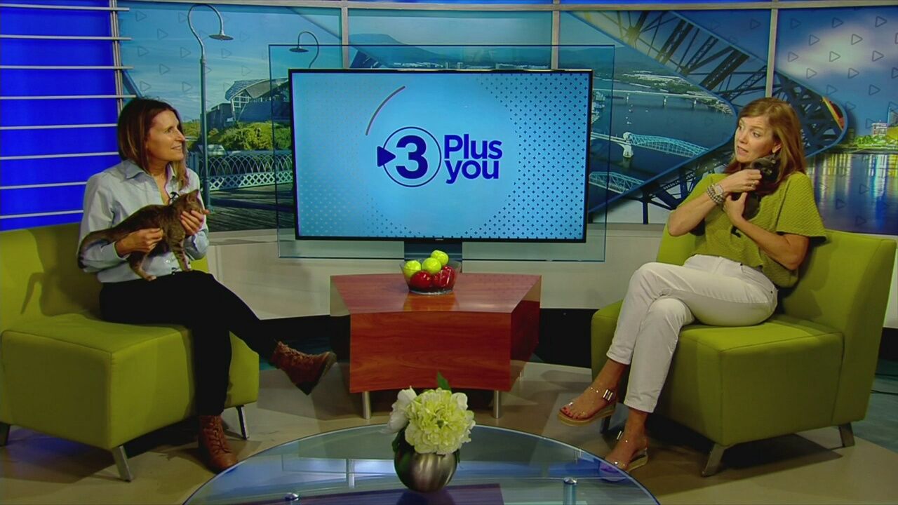 3 Plus Your Pets- Humane Society